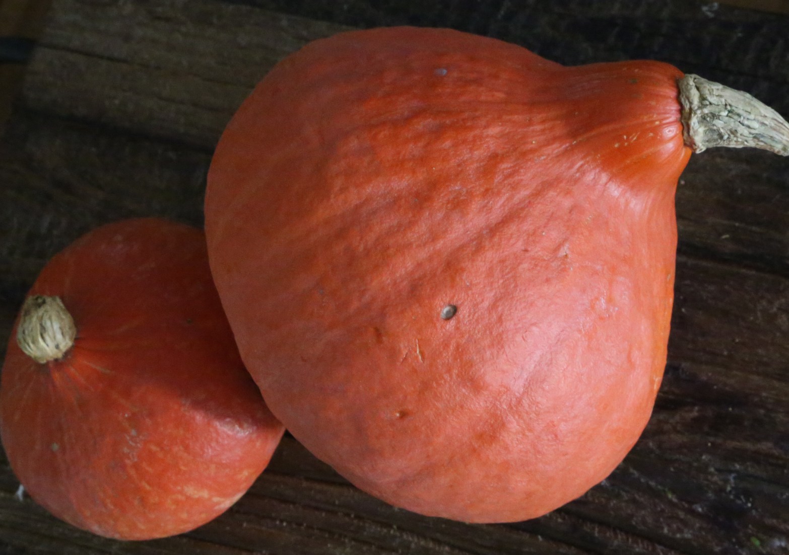 Red Kuri Squash