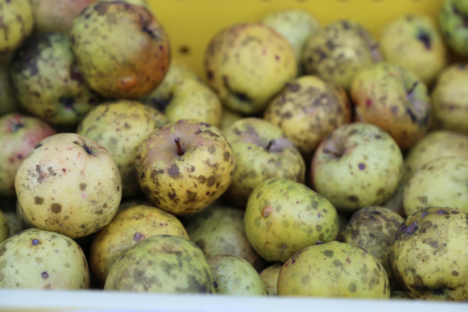 I used an organic Spy apple I found at the farmers market over the weekend.