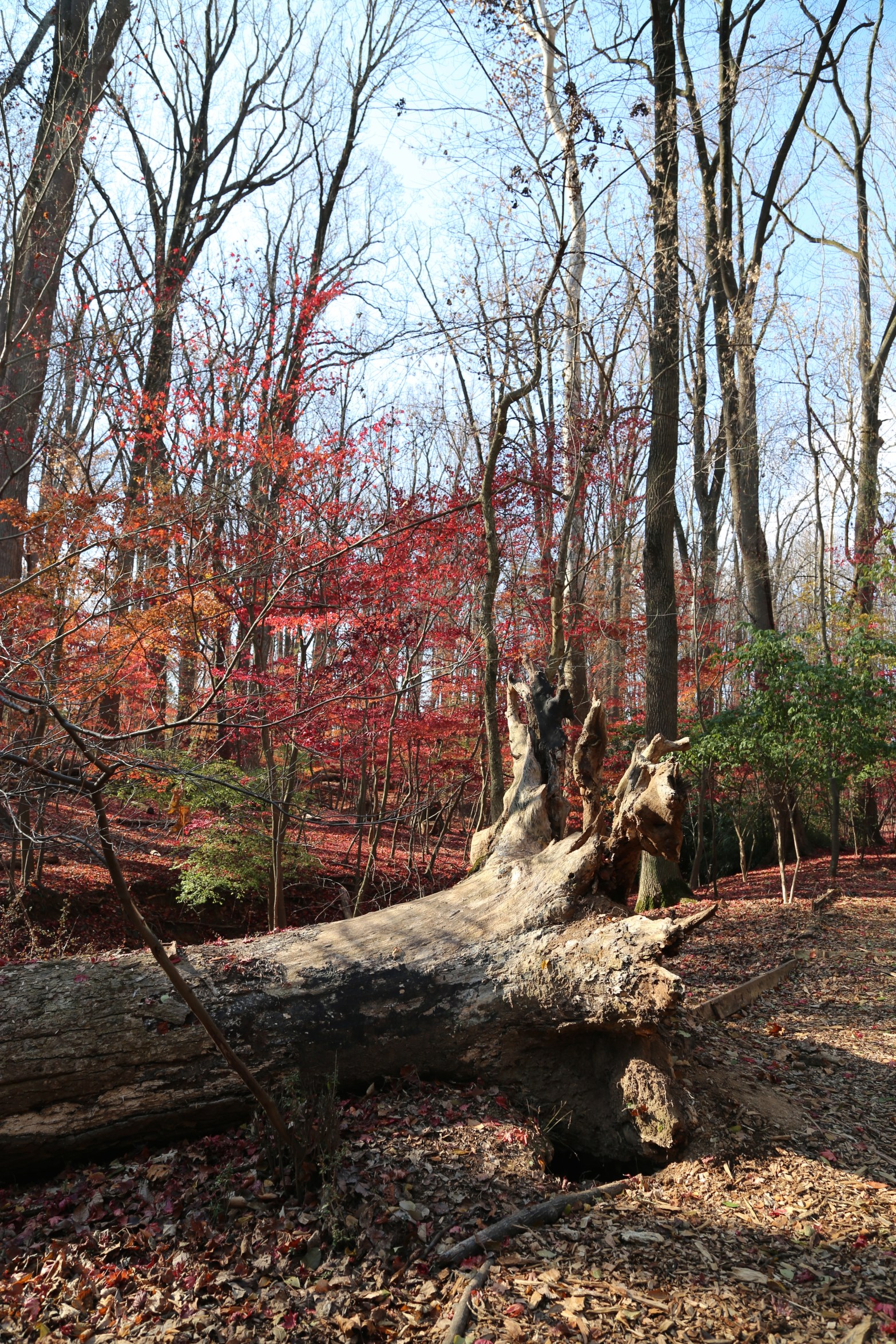 Morning walk in forest